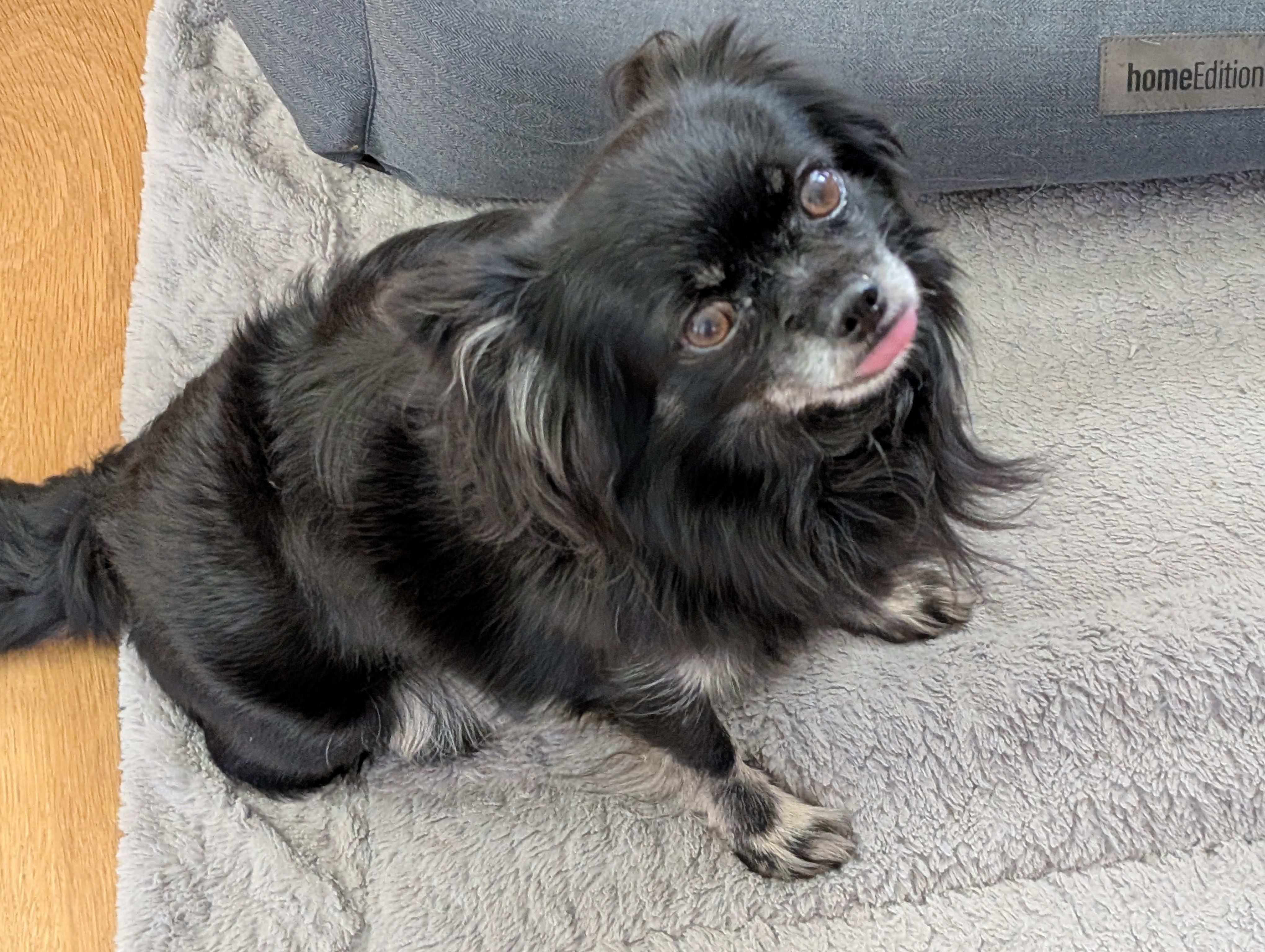 Hund Jerry