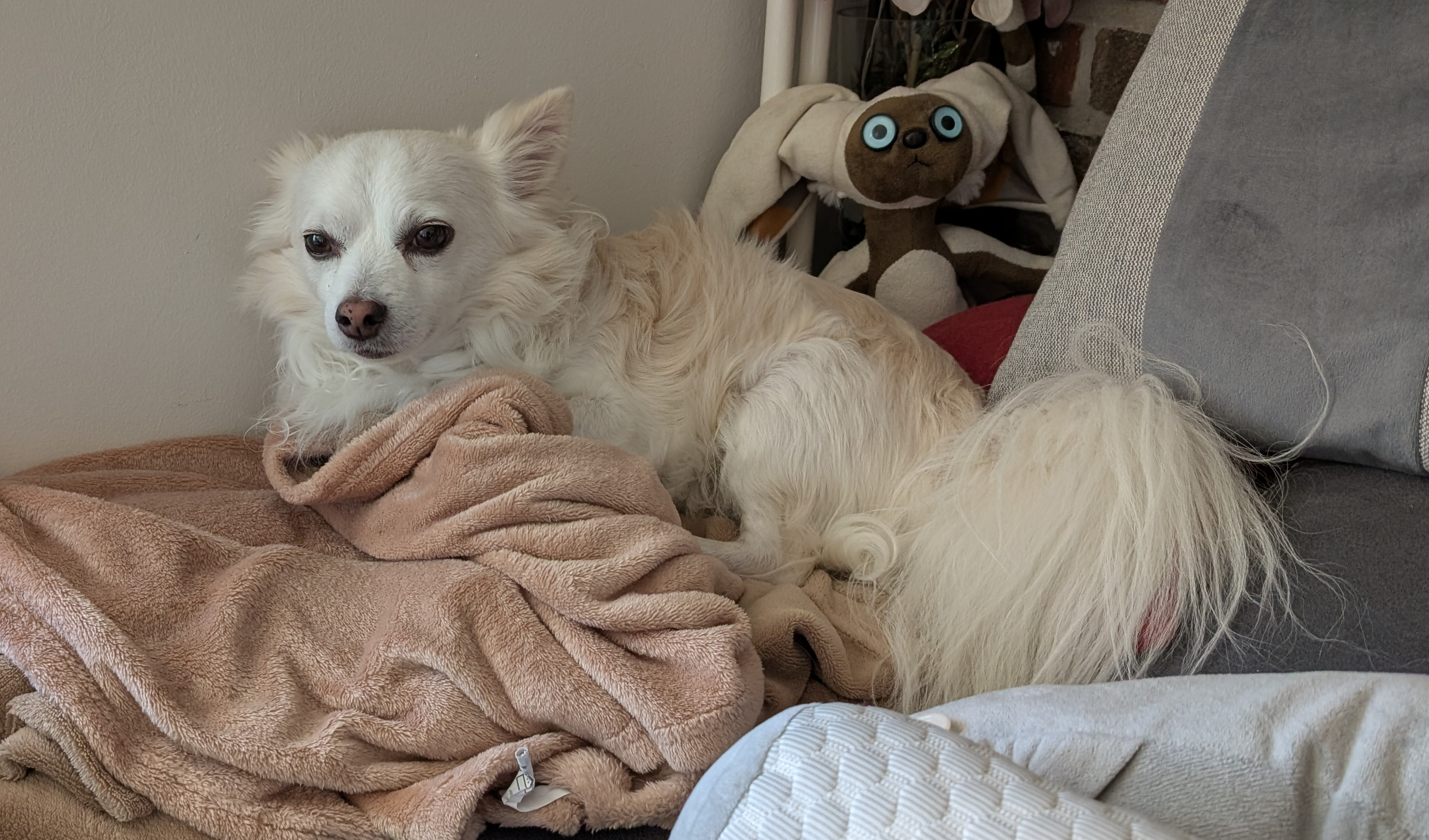 Hund Tom